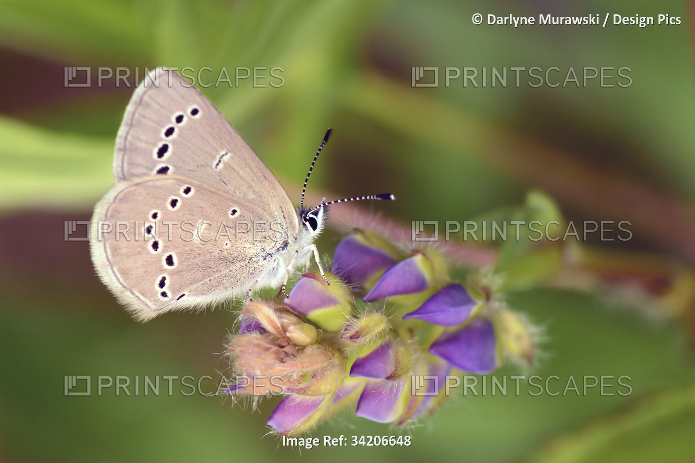 A silvery blue butterfly, Glaucopsyche lygdamus, checks out lupine flower ...