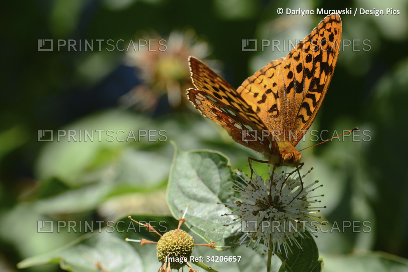 A great spangled fritillary, Speyeria cybele, visiting a buttonbush flower for ...