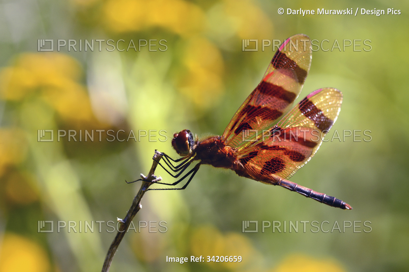 A male Halloween pennant dragonfly perches on a twig.; Arlington, ...