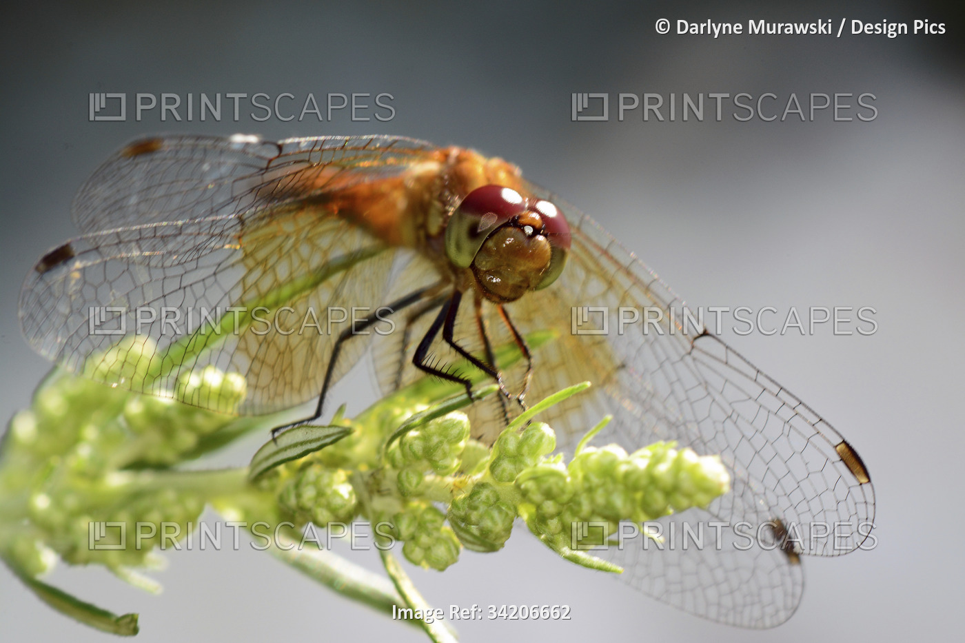 A band-winged meadowhawk, Sympetrum semicinctum, perches on a plant.; ...