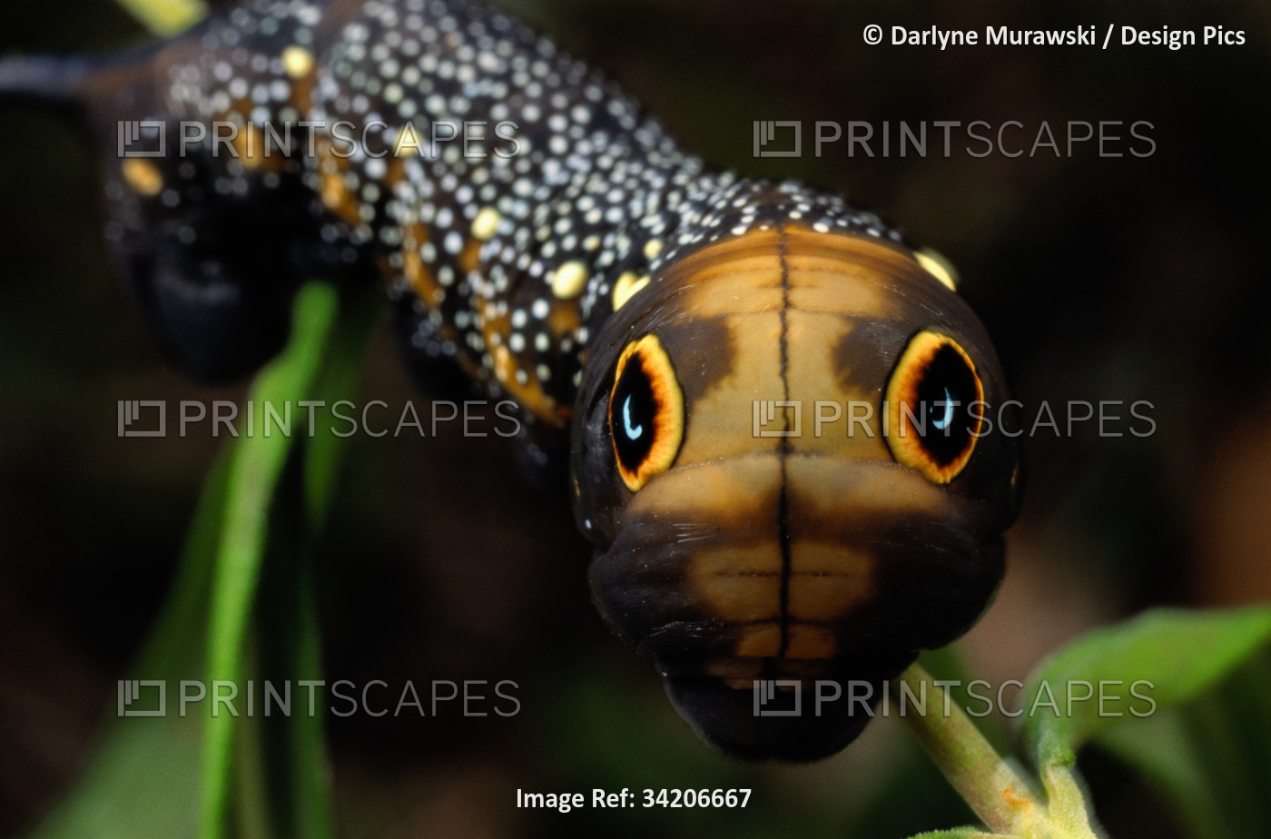 Close-up of a moth caterpillar(Xylophanes falco) with false eyes.; NEAR ...