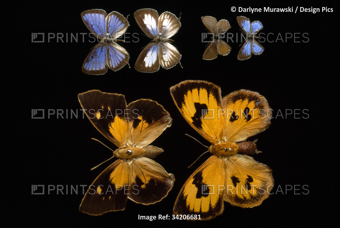 Male and female specimens of   butterflies. See below for species.; Brisbane, ...