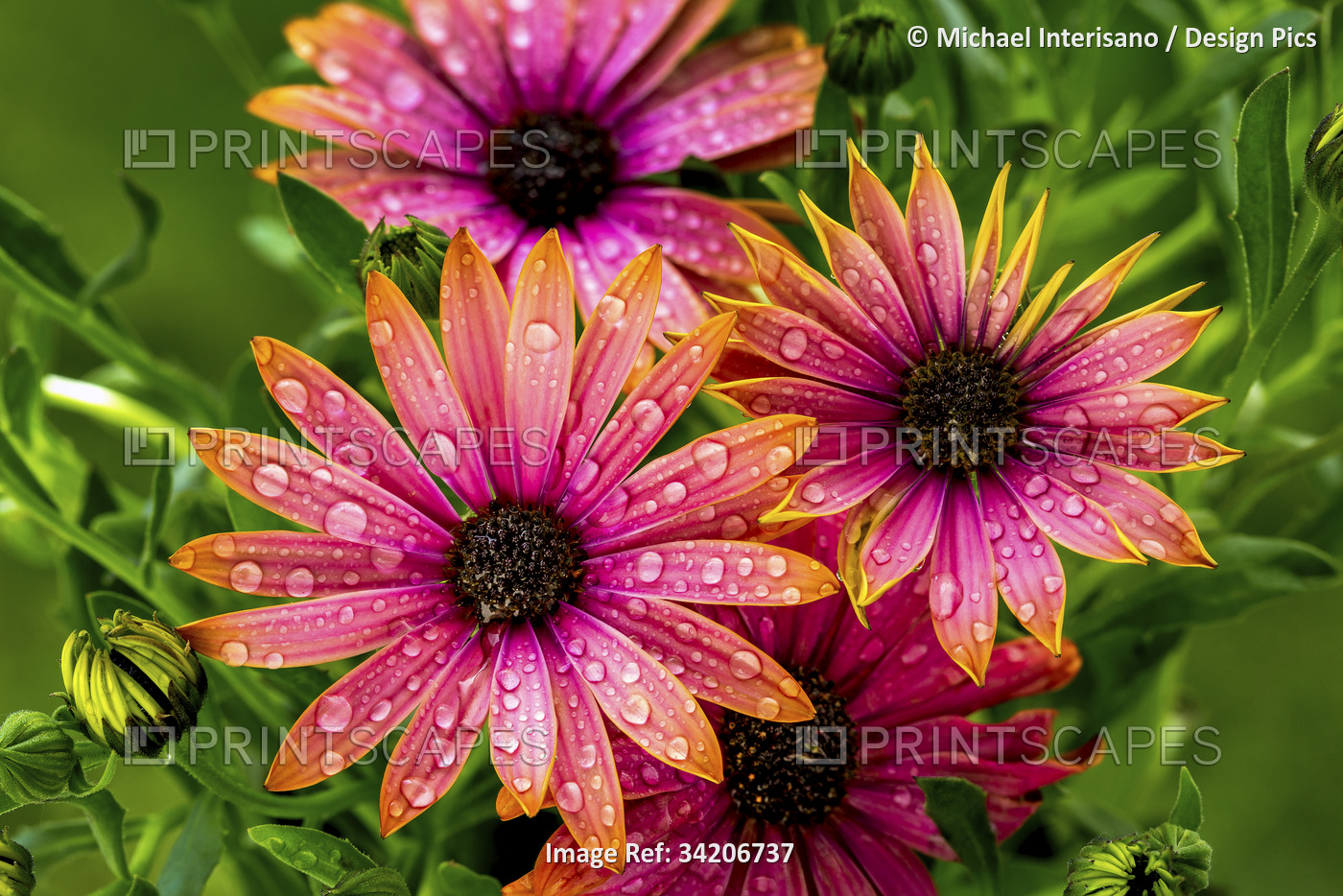 Close up of a bunch of bright colourful flowers with water droplets; Calgary, ...