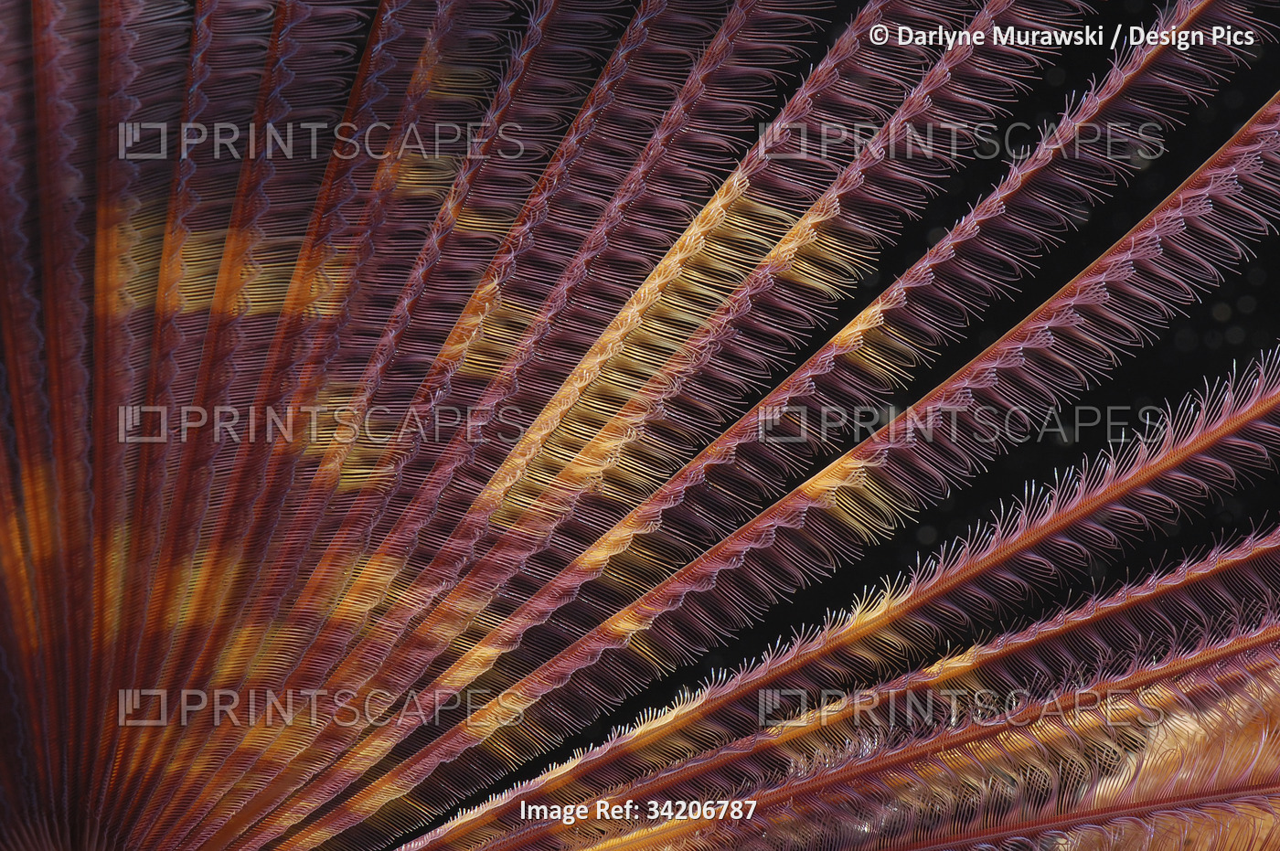 A close view of the colorful tentacles of a feather duster worm.; Kaneohe Bay, ...