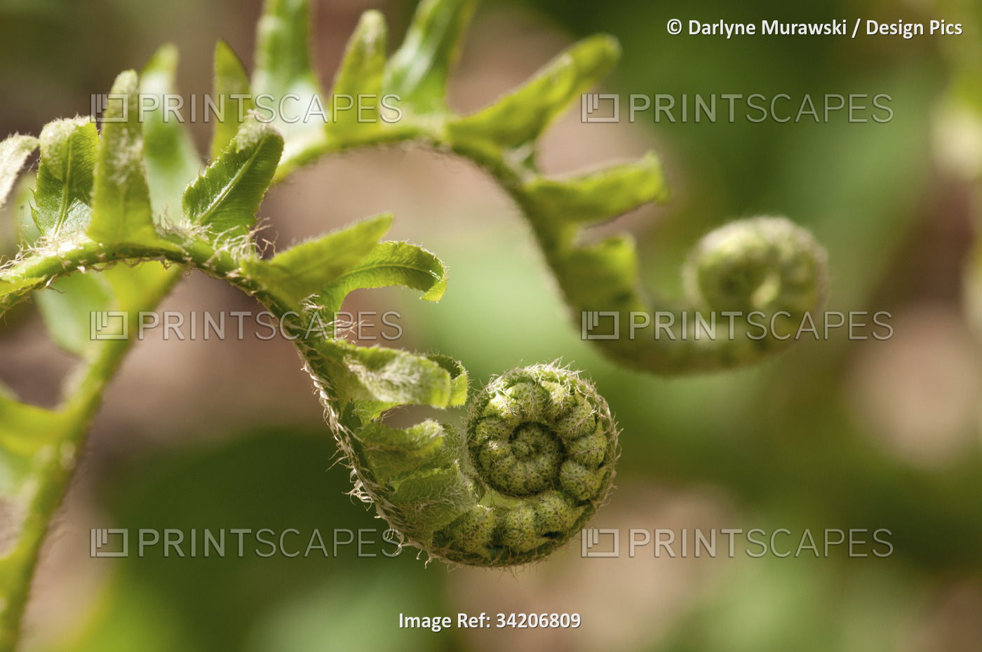 Fronds of a log fern, Dryopteris celsa, unfurling in springtime.; Framingham, ...