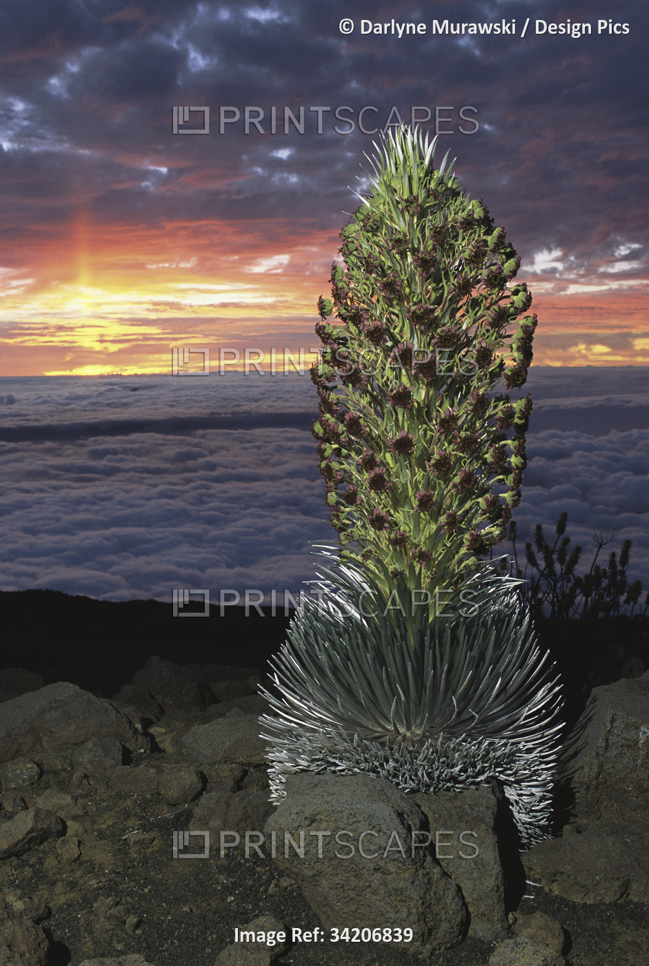 Hawaiian sunset with flowering silversword in the foreground.; Maui Island, ...