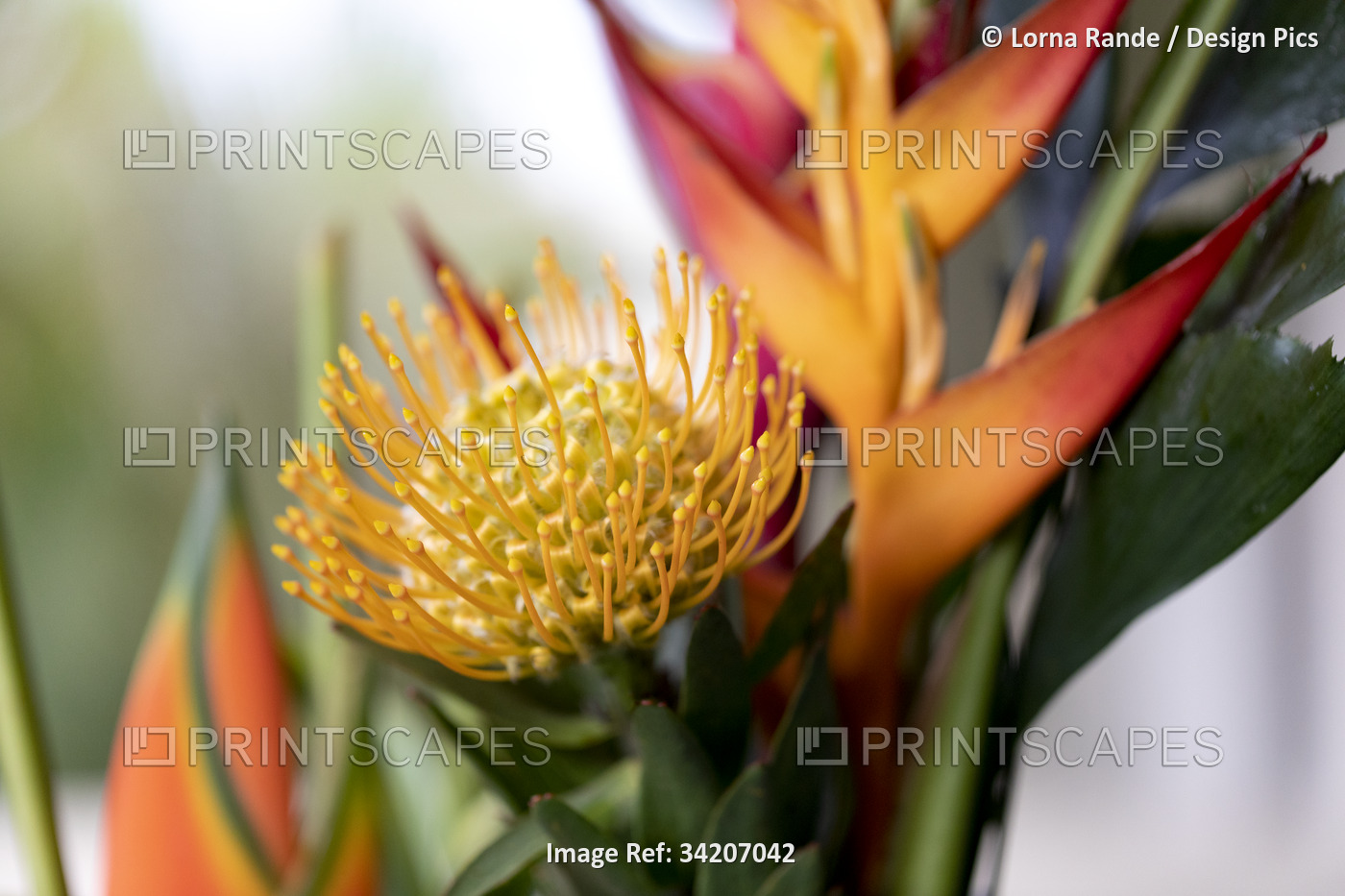 Close-up of a yellow, Leucospermum, Proteaceae, commonly known as Pincushion ...