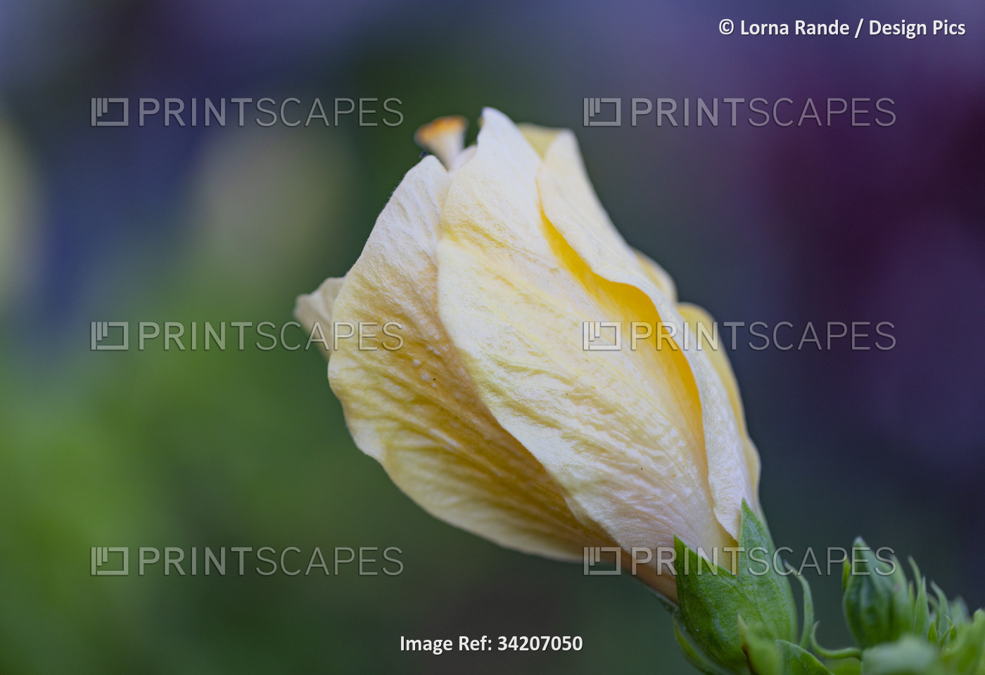 Close-up of a yellow hibiscus (Hibiscus brackenridgei) flower bud in Kihei; ...