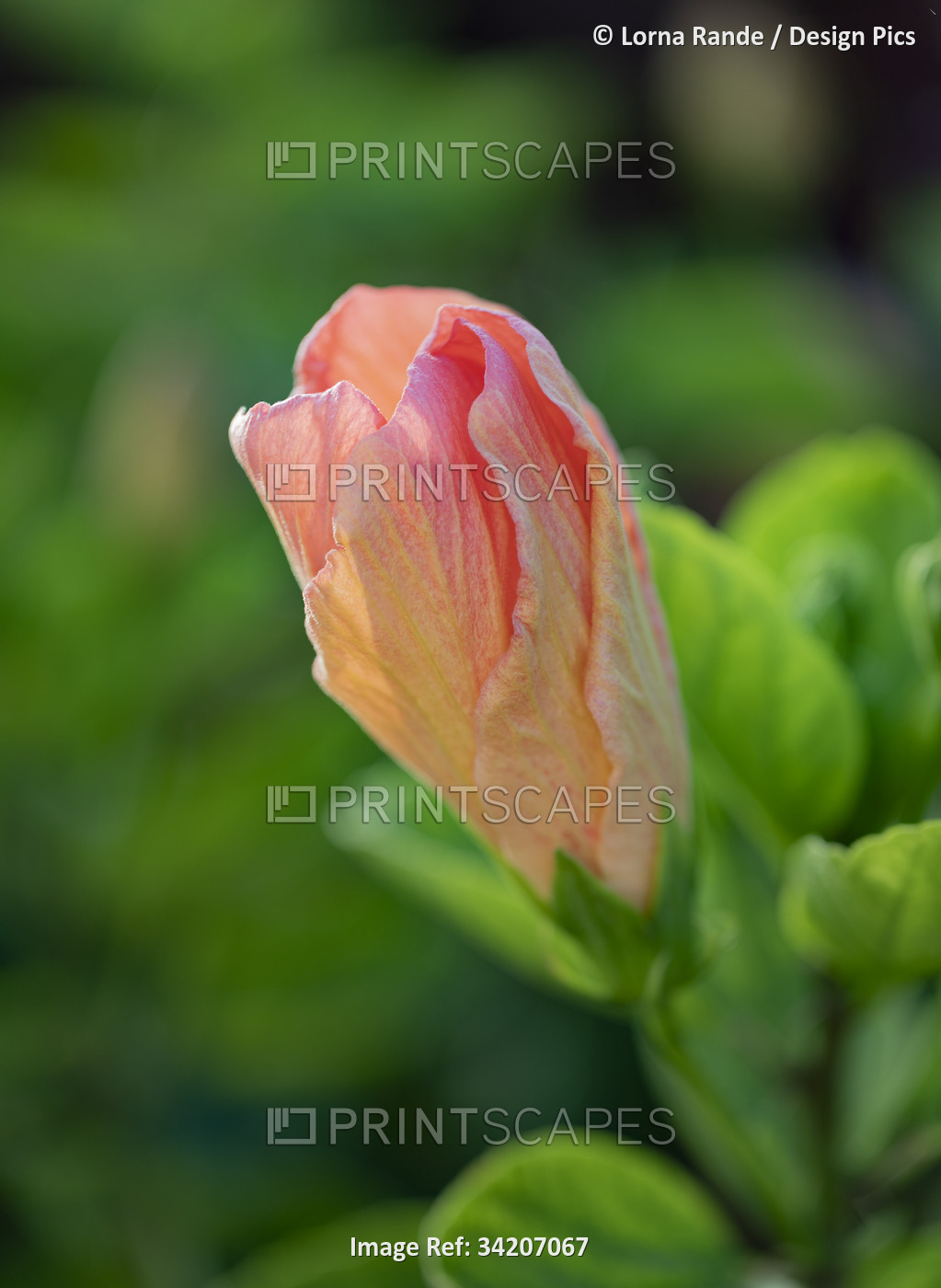 Close-up of an orange hibiscus (Hibiscus rosa-sinensis) flower bud in Kihei; ...