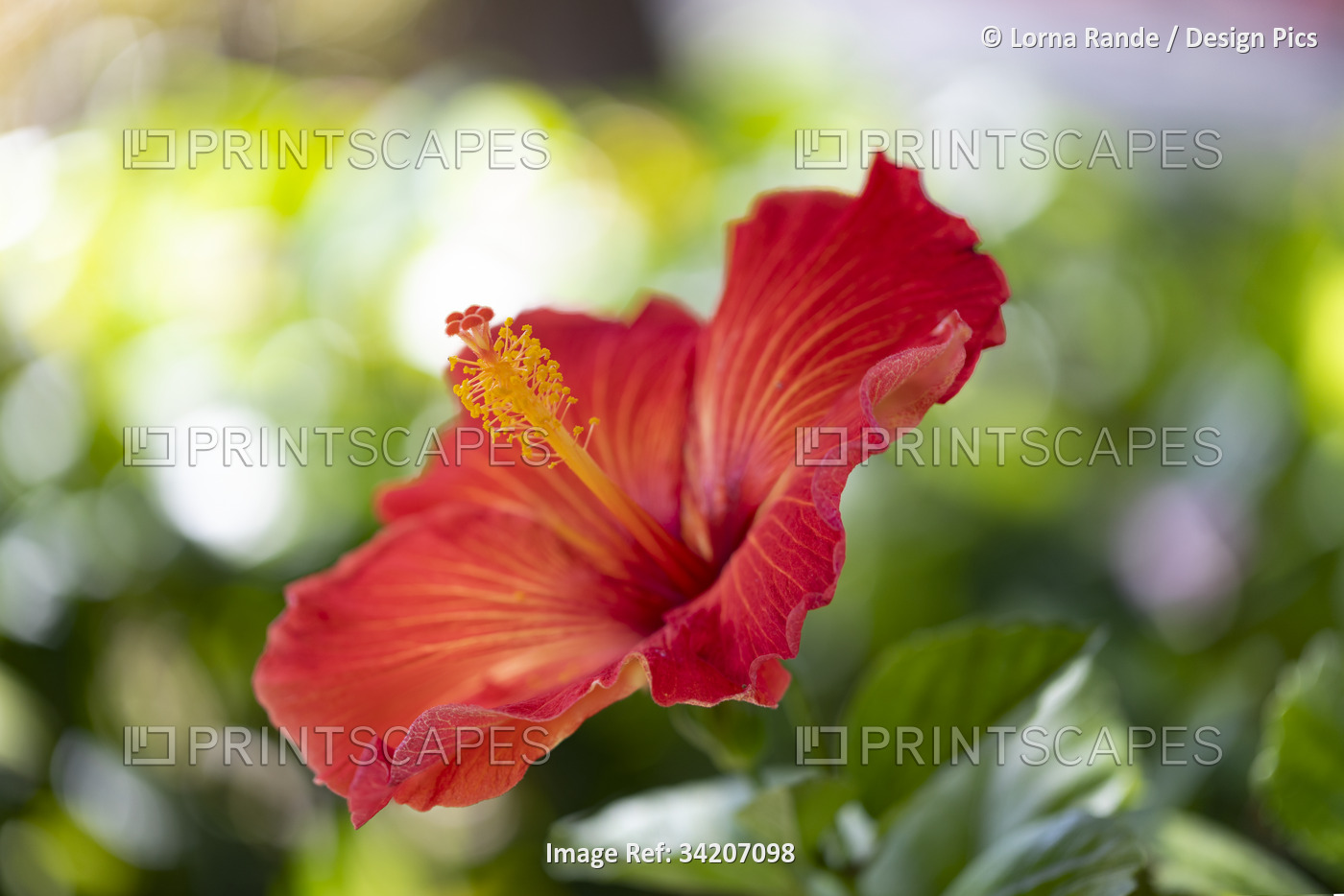 Close-up of a large, red hibiscus (Hibiscus rosa-sinensis) in Kihei; Maui, ...