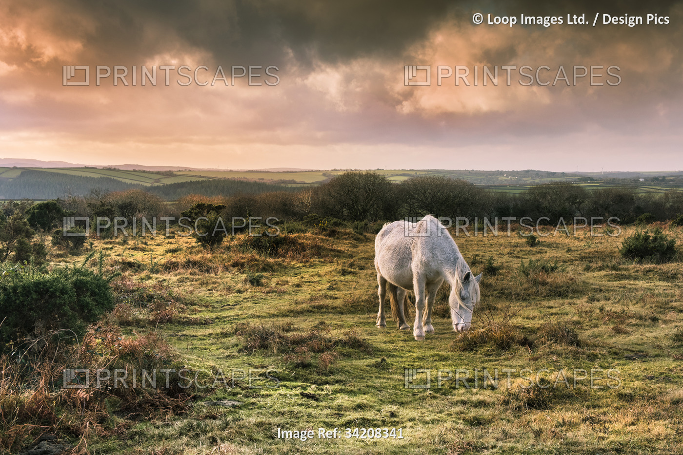 A wild Bodmin Pony grazing on Goonzion Downs on Bodmin Moor in Cornwall.