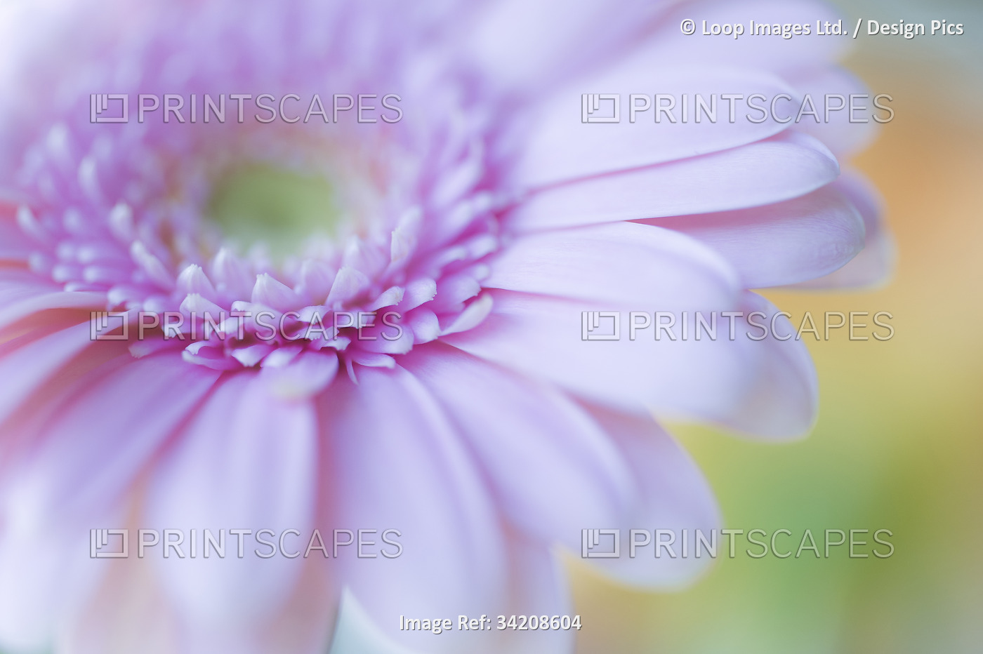 A close up view of a pink Gerbera flower.