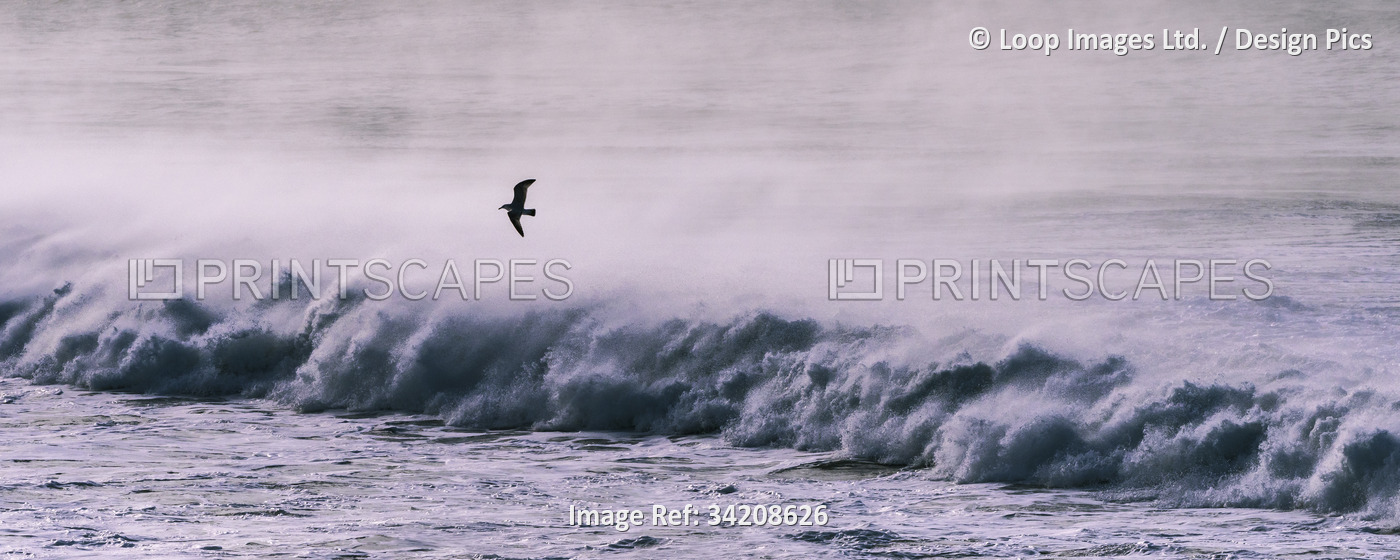 A panoramic image of a seagull flying through spray blown off a wave by strong ...