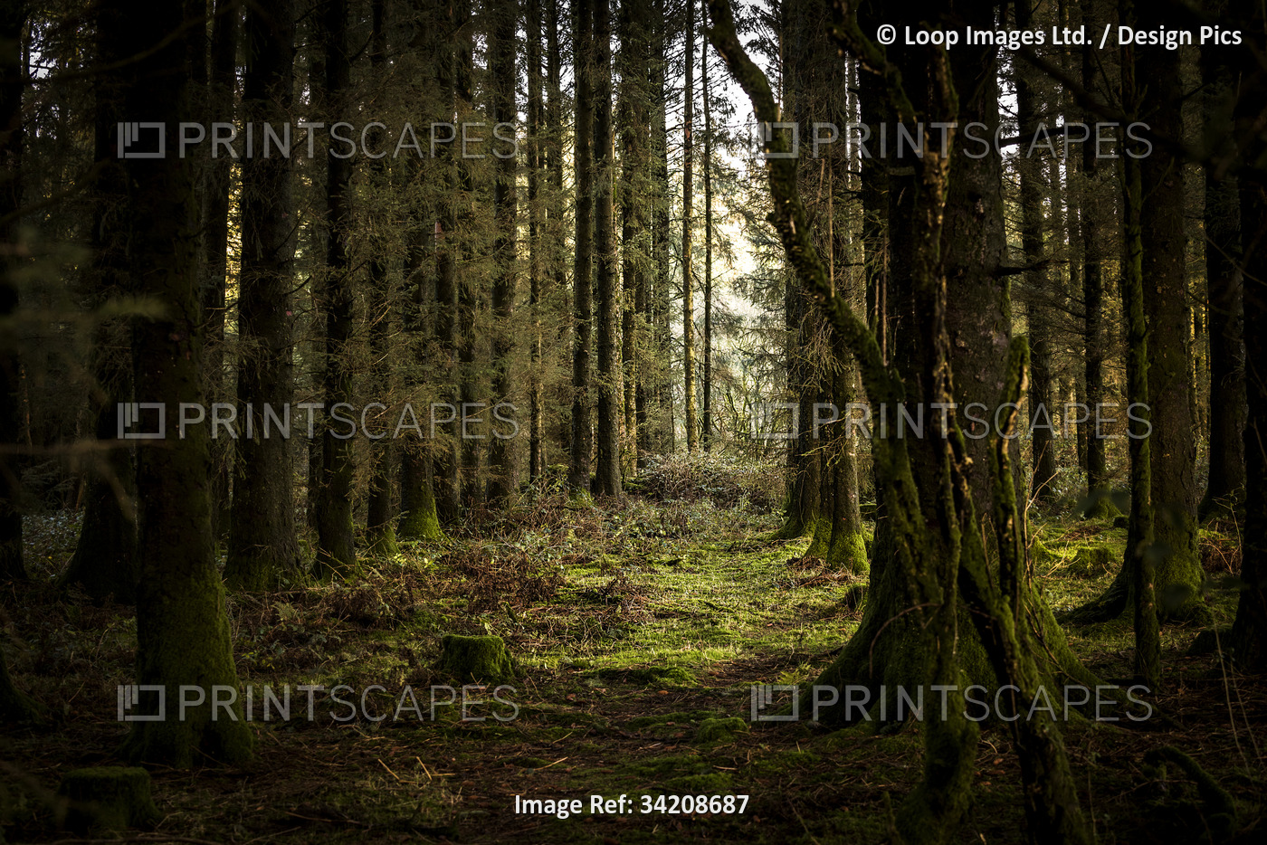 Rows of coniferous Sitka Spruce Picea sitchensis trees in Davidstow Woods in ...