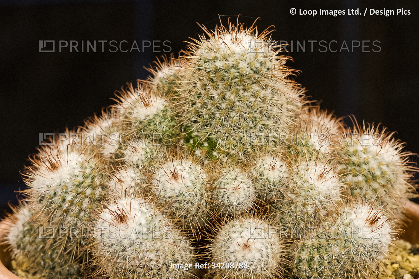Cacti Mammillaria.