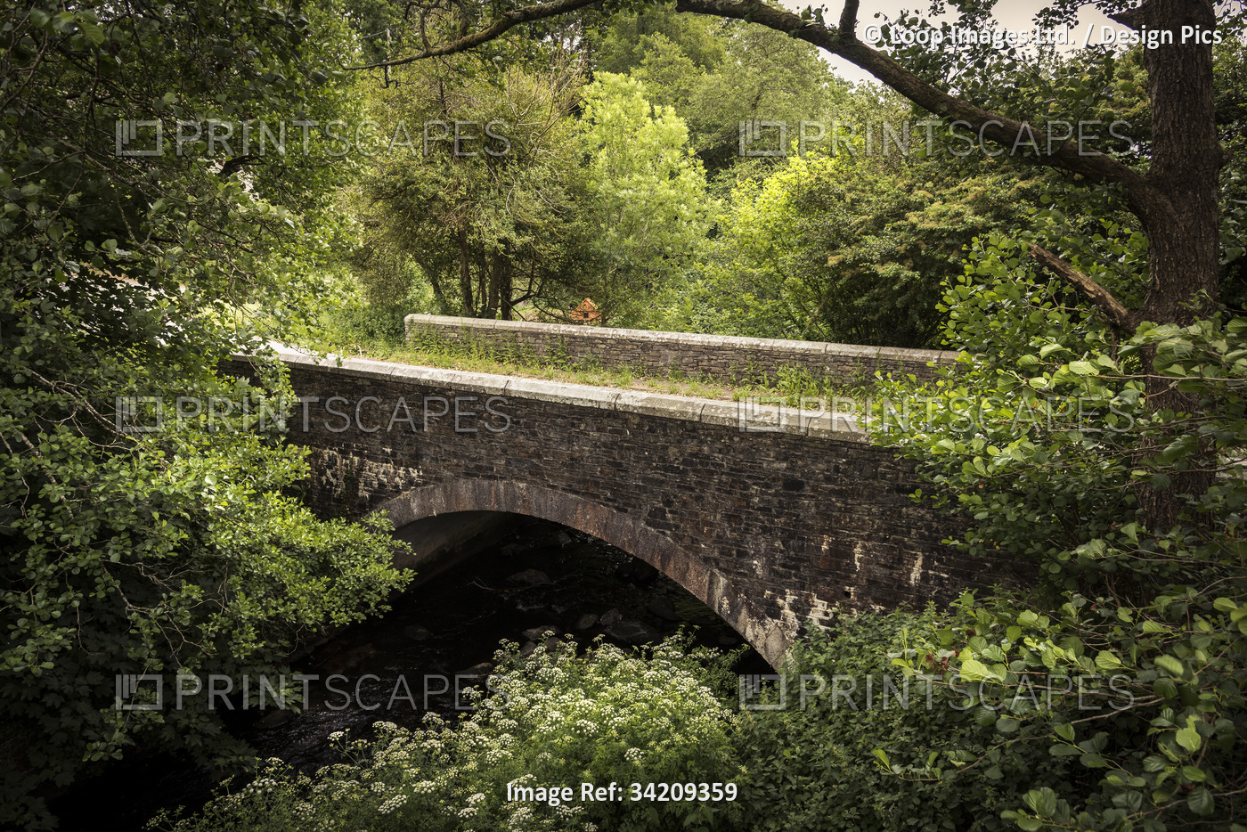A 15th Century bridge over the River Bedalder Warleggan in Pantersbridge in ...