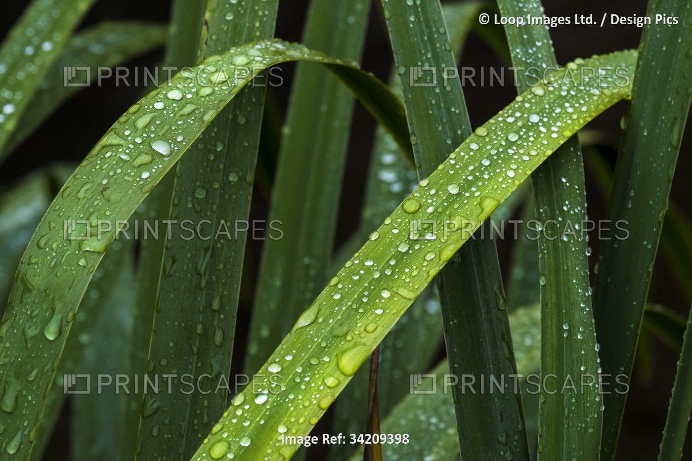Beads of water on the leaves of an Iris plant.