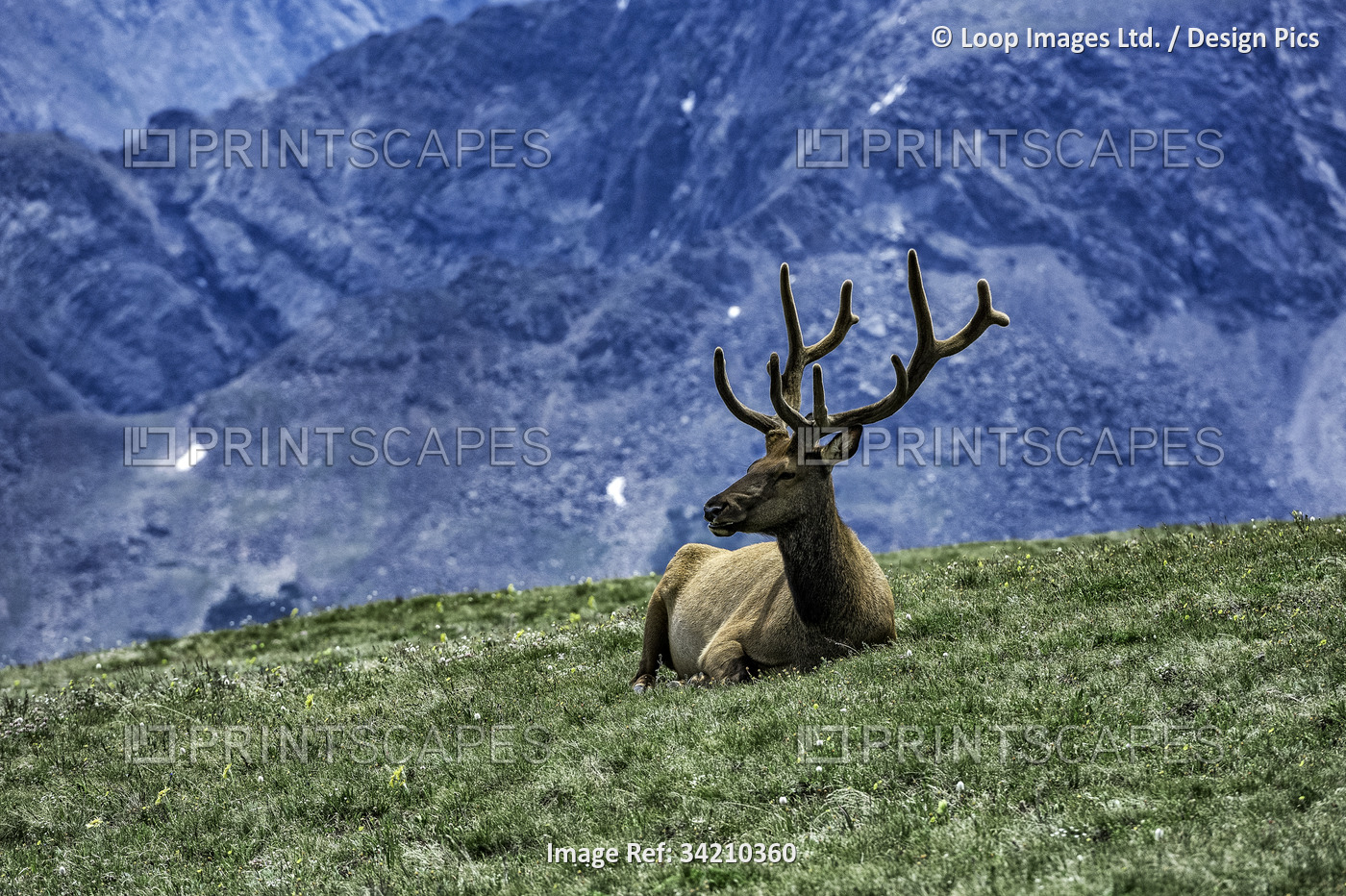 Elk resting on mountain top in Rocky Mountain National Park.