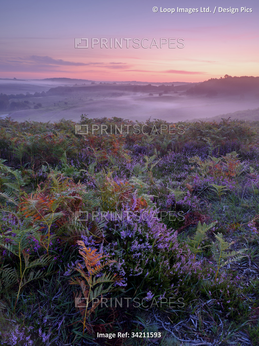 Heather and bracken in early morning light at Rockford Common in the New Forest.