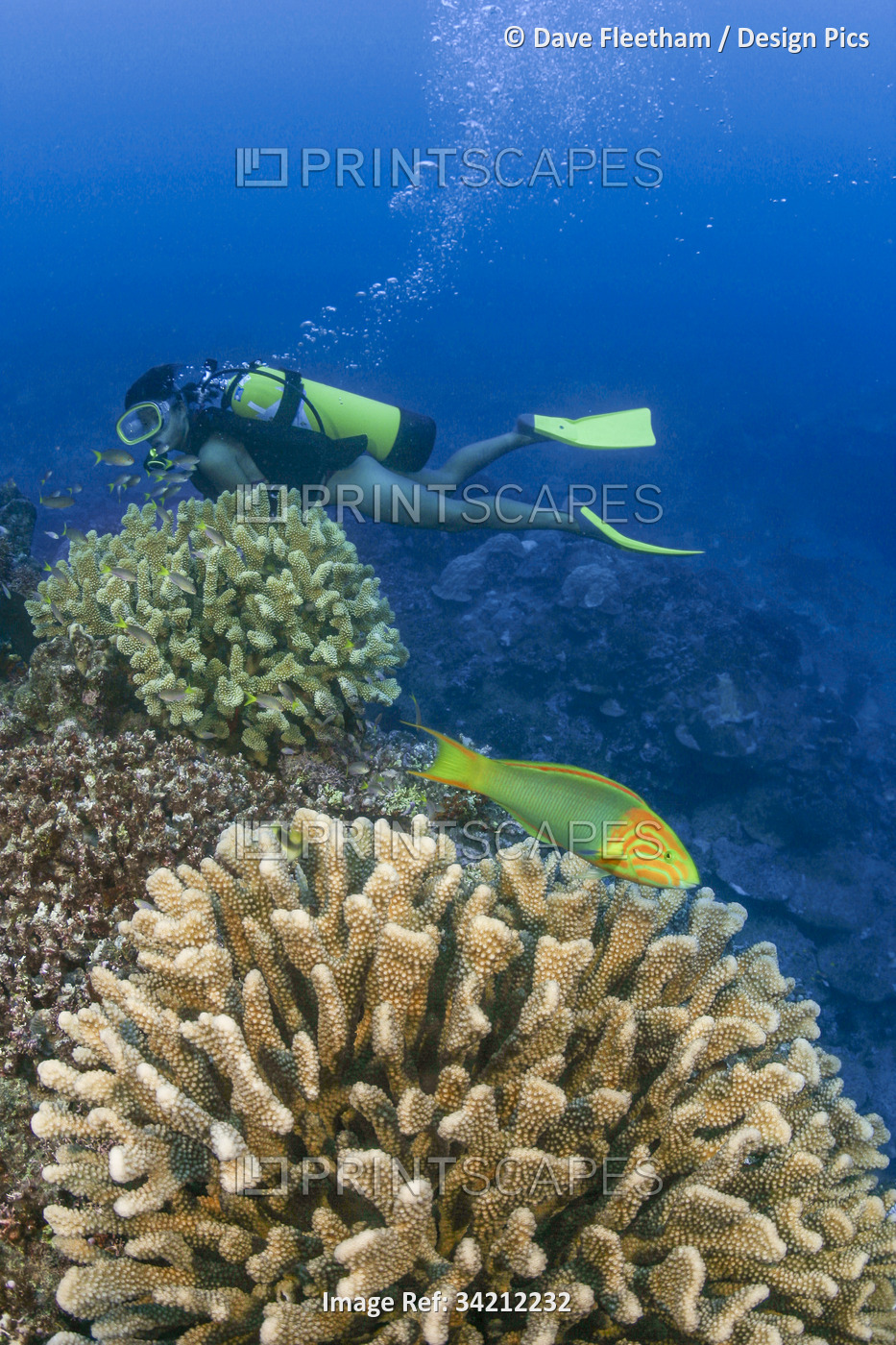 Diver and reef scene with a Sunset wrasse (Thalassoma lutescens) and antler ...