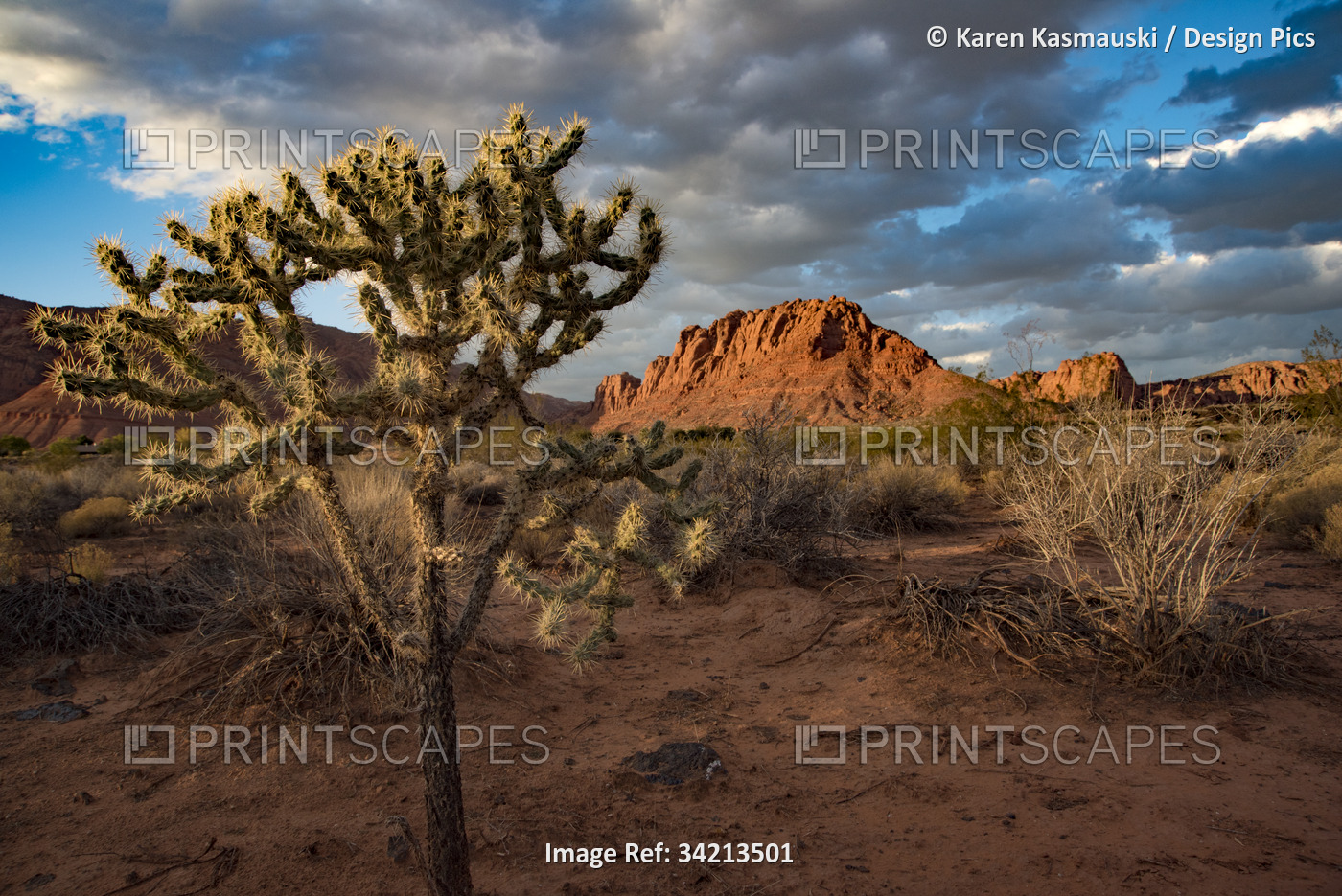 Desert tree along hiking trail through Snow Canyon, behind the Red Mountain ...