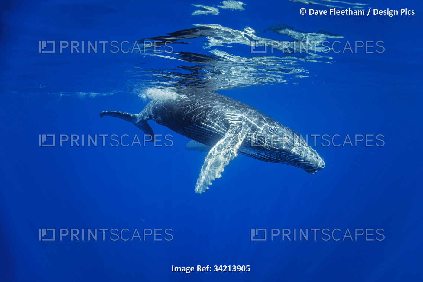 Humpback whale (Megaptera novaeangliae) underwater, Hawaii. The Hawaiian ...