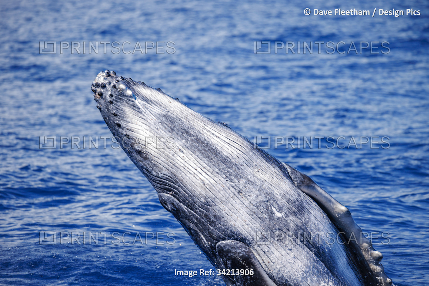 Breaching Humpback Whale calf (Megaptera novaeangliae) Hawaii, USA. This calf ...