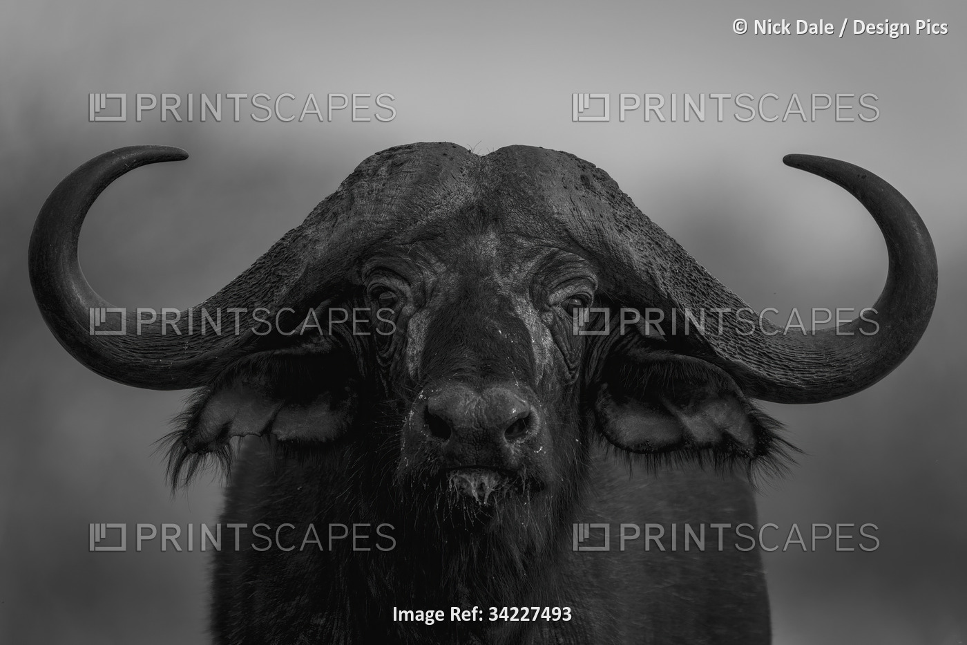 Mono, close-up portrait of a Cape Buffalo (Syncerus caffer) standing, eyeing ...
