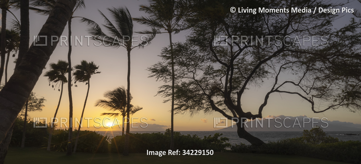 Silhouette of tropical trees along the shore at Keawakapu Beach with golden sun ...