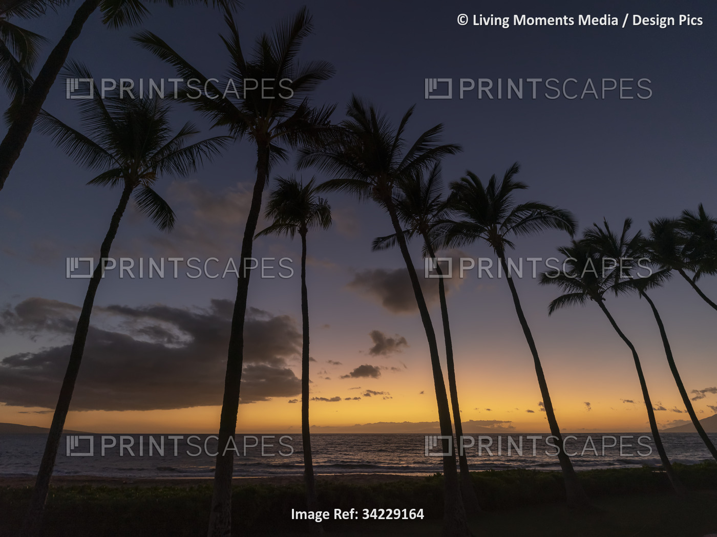 Dramatic view of a row of palm trees silhouetted against the deep, golden glow ...