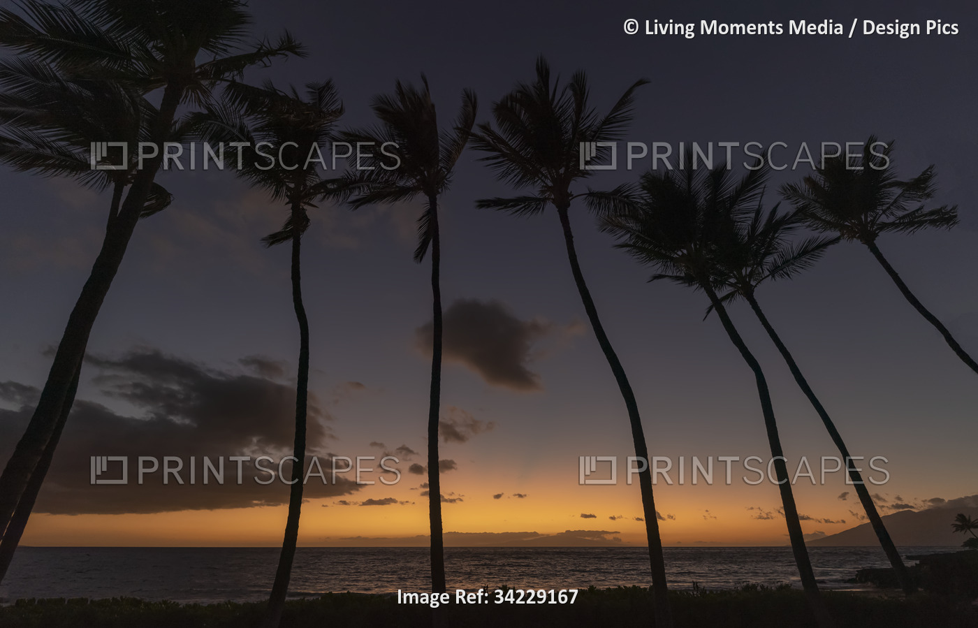 Dramatic view of a row of palm trees silhouetted against the deep, golden glow ...