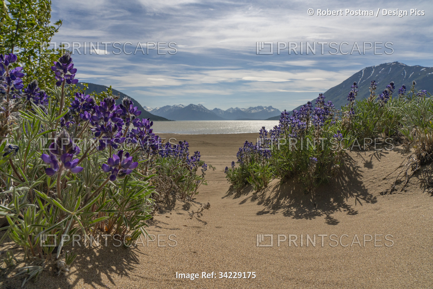 Lupins (Lupinus kuschei) blooming in the foreground with Bennett Lake and the ...