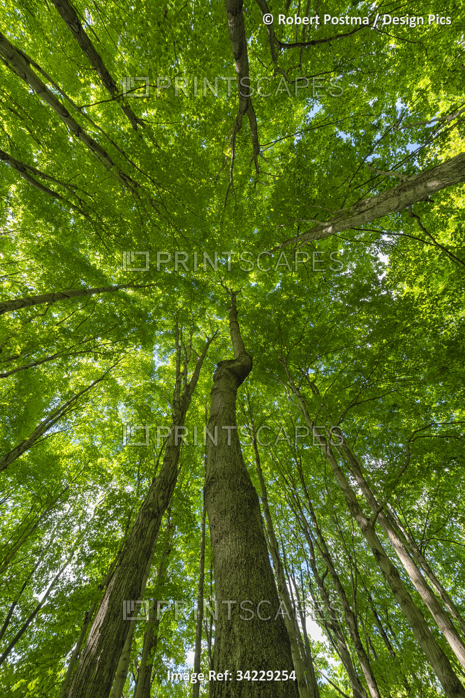 The beautiful summer foliage in the forests of Ontario become a vibrant green ...