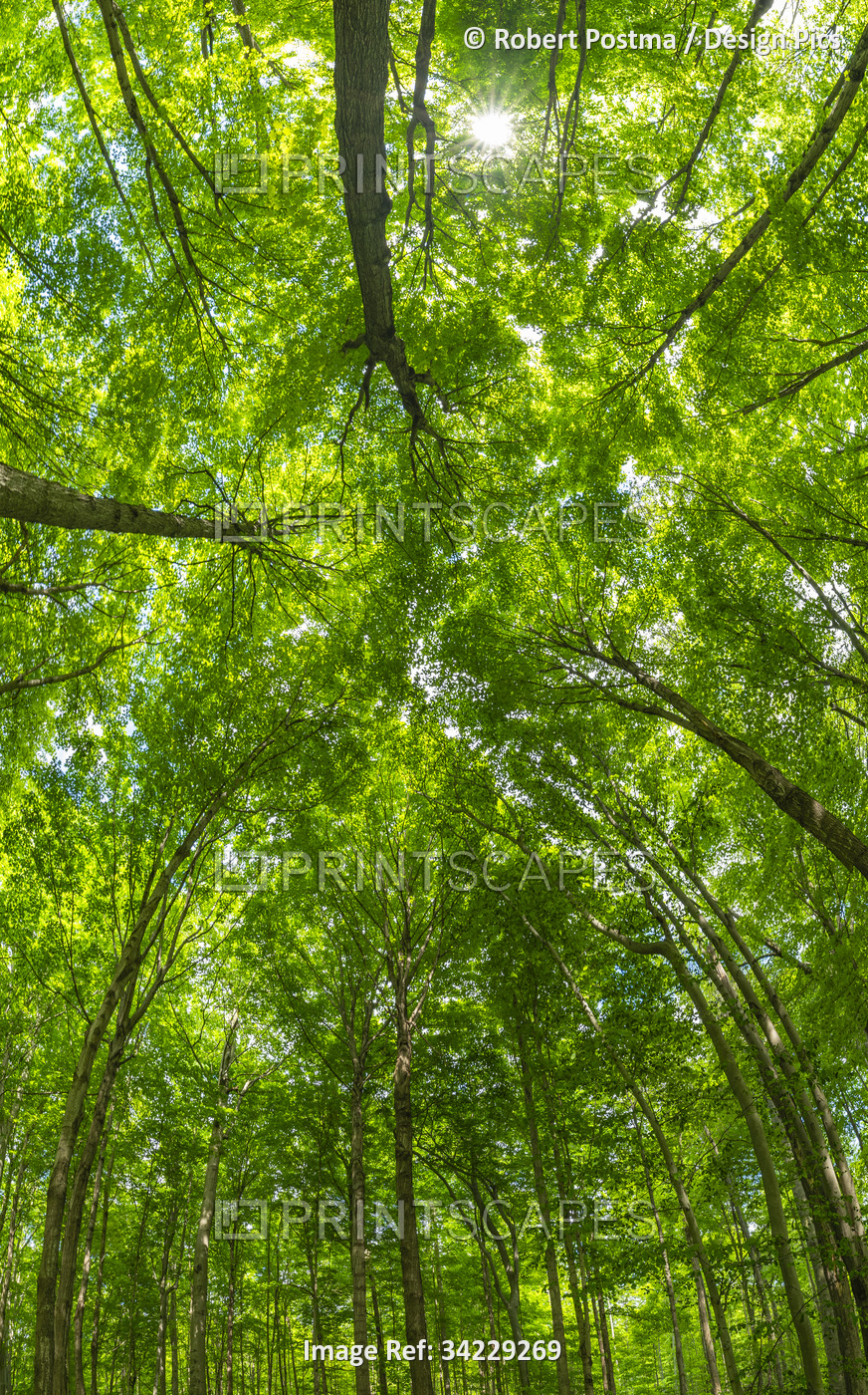 The beautiful summer foliage in the forests of Ontario become a vibrant green ...