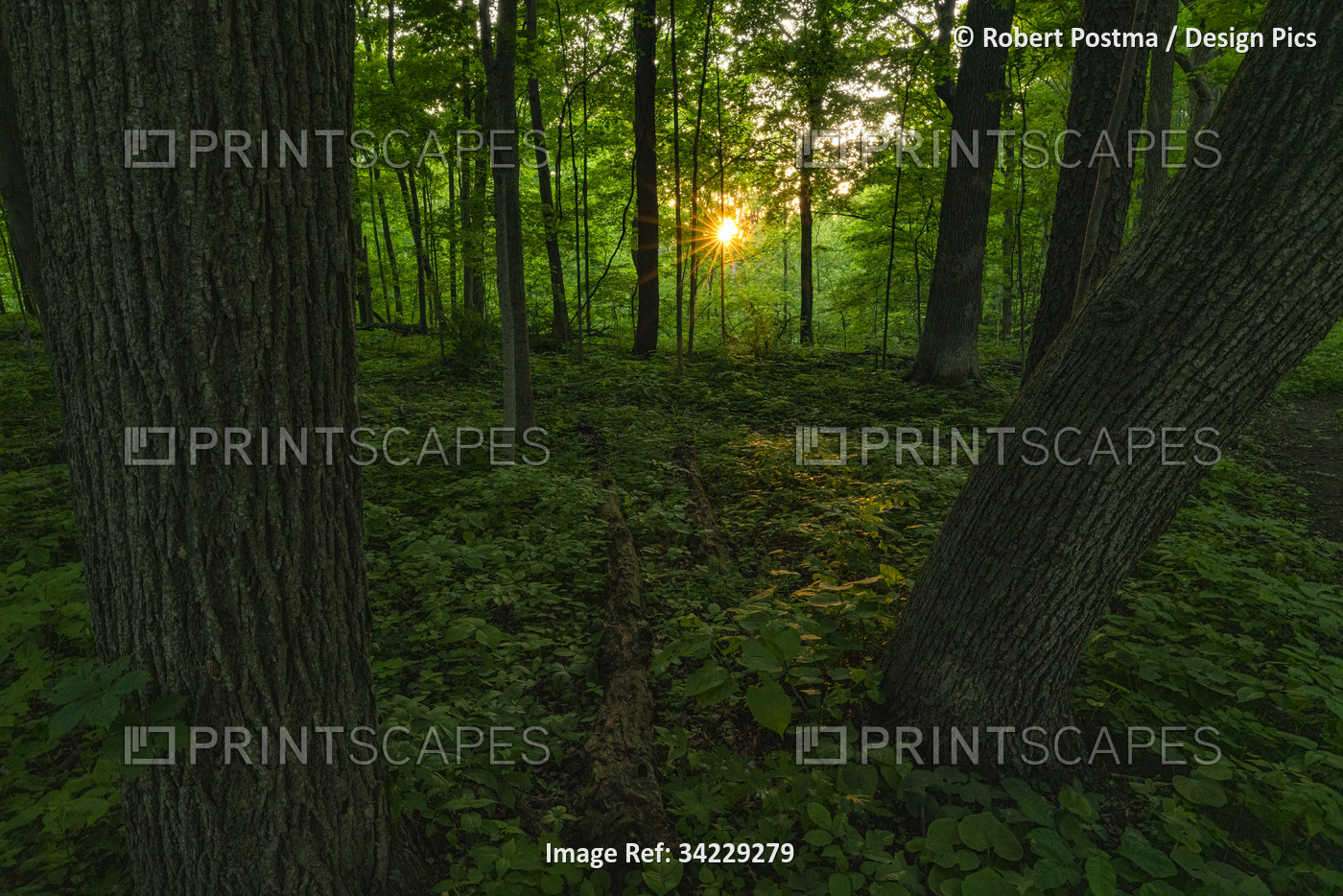 Golden sunburst in the woods, the beautiful summer foliage in the forests of ...
