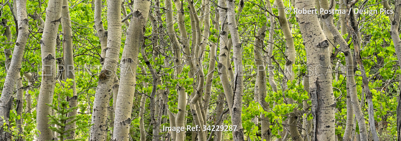 Poplar trees create dynamic patterns in a Yukon forest; Whitehorse, Yukon, ...