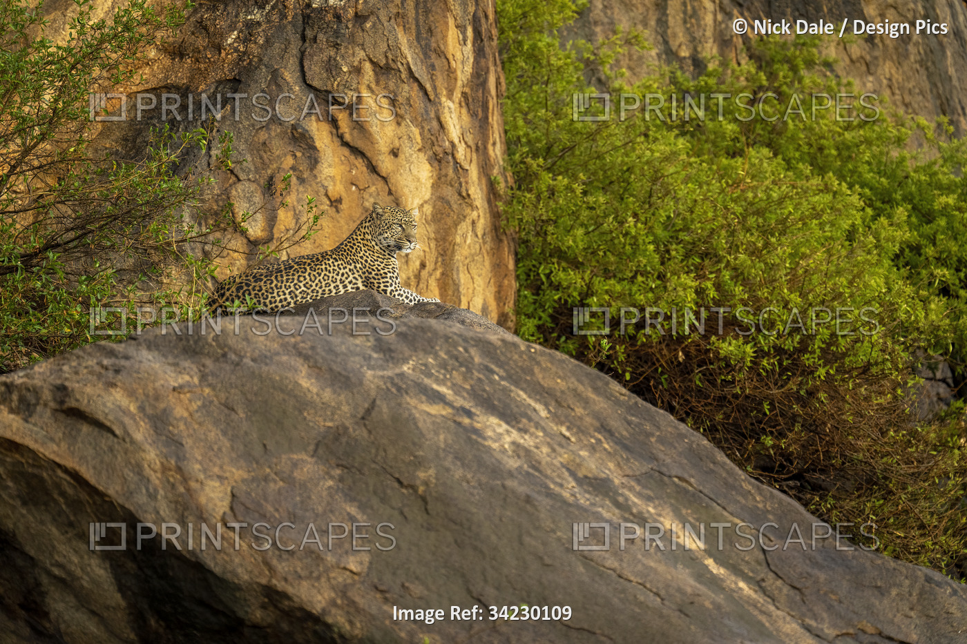 Leopard (Panthera pardus) lies on rocky outcrop looking ahead; Kenya