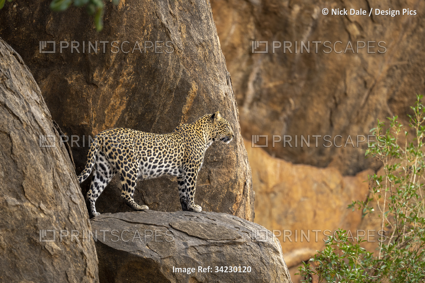Leopard (Panthera pardus) stands looking out from rocky ledge; Kenya
