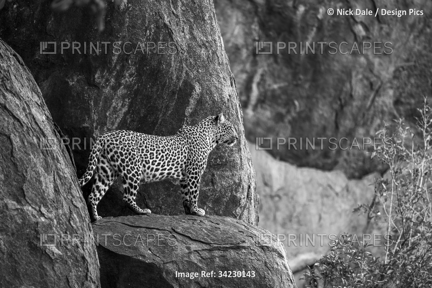 Leopard (Panthera pardus) standing on rock ledge looking out into the distance; ...