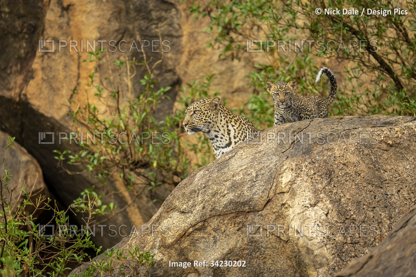 Leopard and cub (Panthera pardus) look out from rock; Kenya