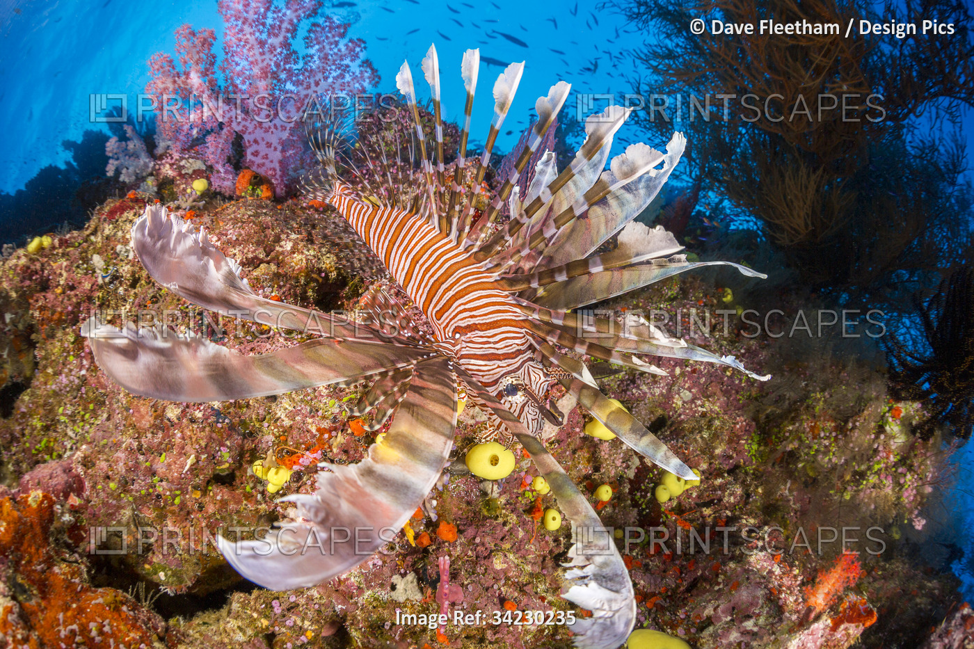 Llionfish (Pterois volitans) and alcyonarian soft coral; Fiji