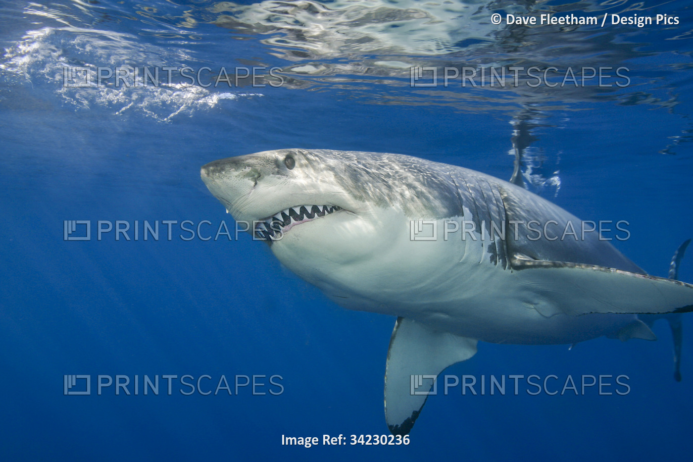 This Great white shark (Carcharodon carcharias) was photographed off Guadalupe ...