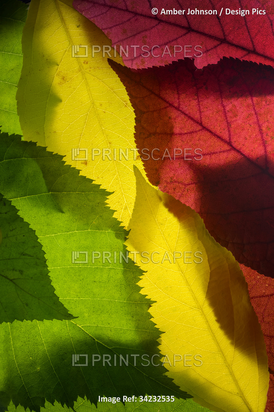 Close-up of colorful fall leaves collected from around Anchorage and arranged ...