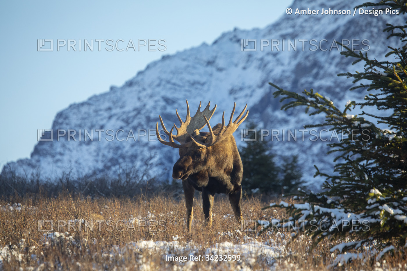 Bull moose (Alces alces) lit up by the late afternoon winter sun, standing on ...