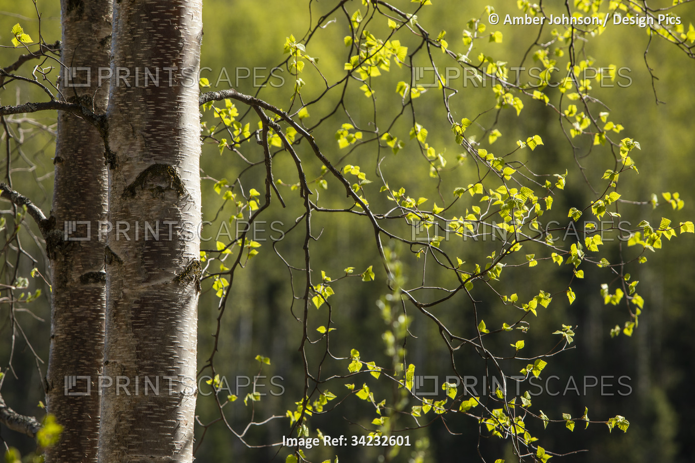 Birch trees with new spring growth in Chugach State Park; Anchorage, Alaska, ...