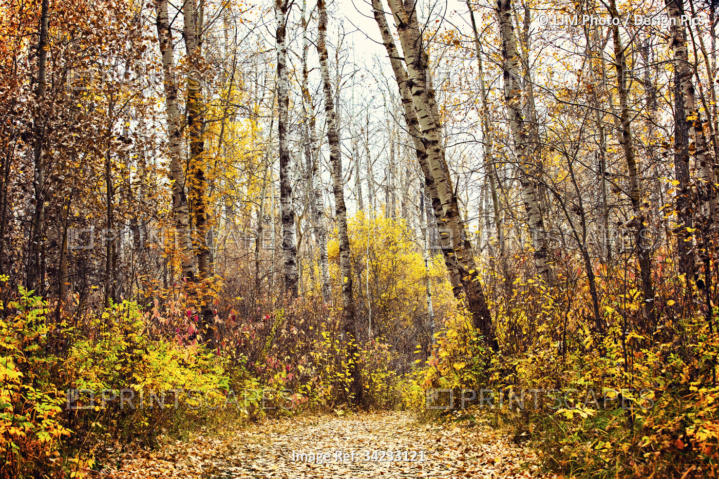 Vibrant autumn coloured foliage in a woodland; St. Albert,Alberta, Canada