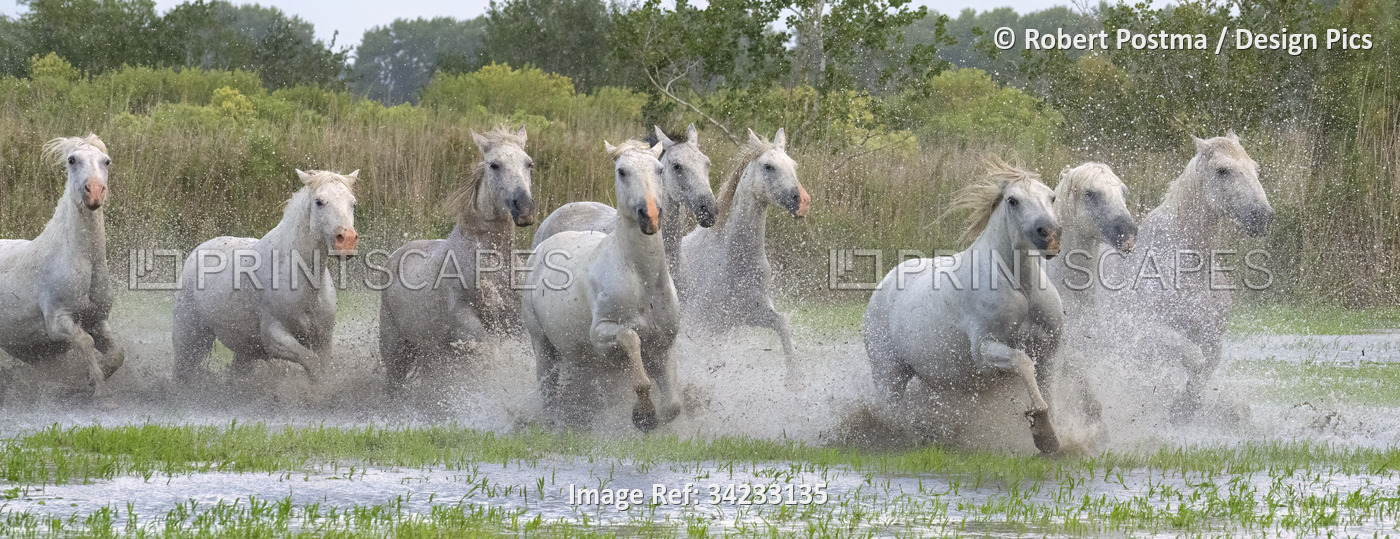Camargue horses running through the water at sunset in the south of France. A ...