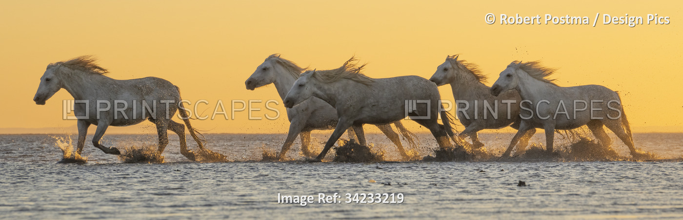 Panoramic image of Camargue horses running through the water at sunrise in the ...
