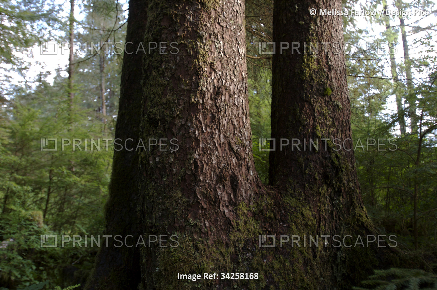 Forest of uncut old growth spruce, hemlock and cedar trees; Sitka, Alaska, ...