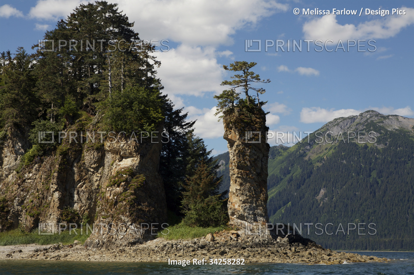 Trees in the temperate rainforest of Alaska grow on a rocky shore; Hoonah, ...